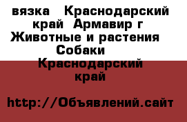 вязка - Краснодарский край, Армавир г. Животные и растения » Собаки   . Краснодарский край